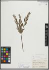 Foto von Salix repens subsp. incubacea (L.) A. Neumann